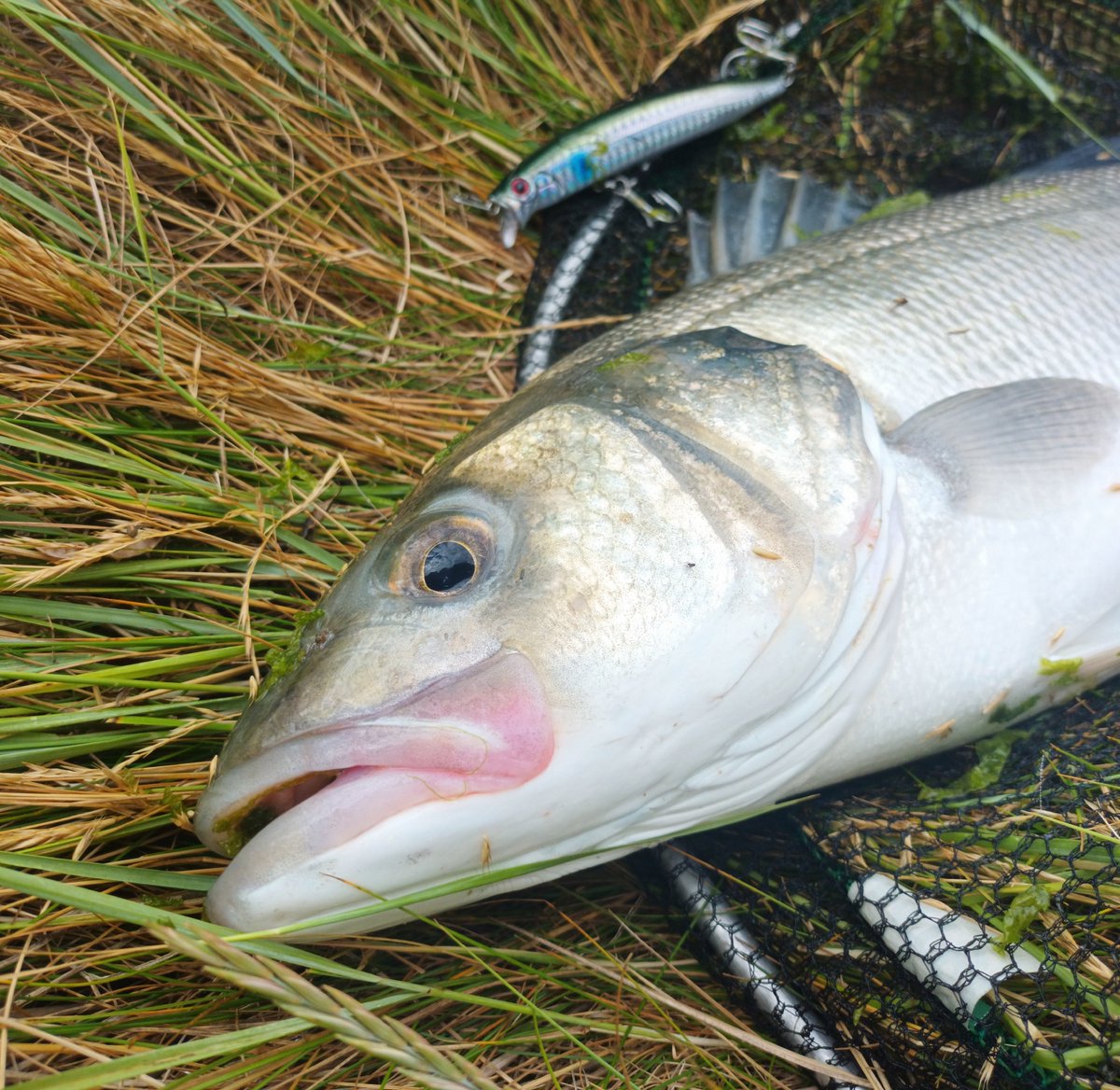 CATCH | A great capture by Simon using one of our shallow divers in Bora. That's a few nice-sized bass caught in estuaries on the Bora colour. 59cm well done 🎣👏