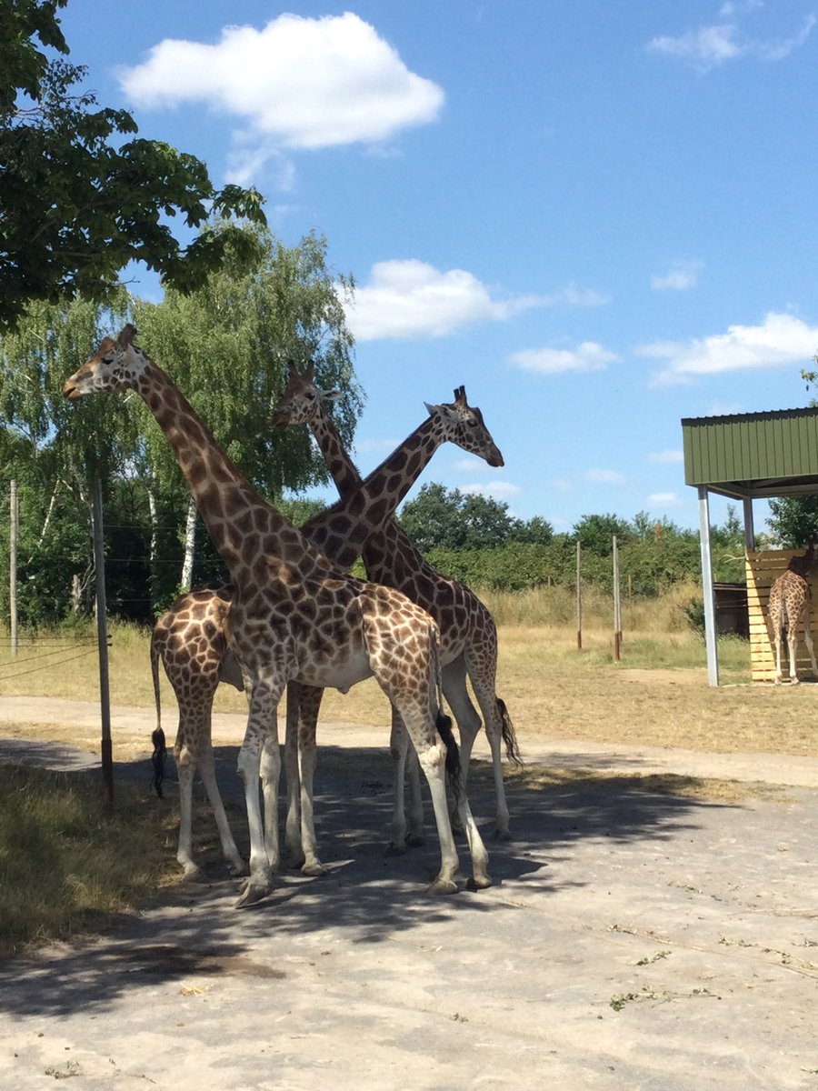 Great Gaddesden CE (VA) Primary School tweet media