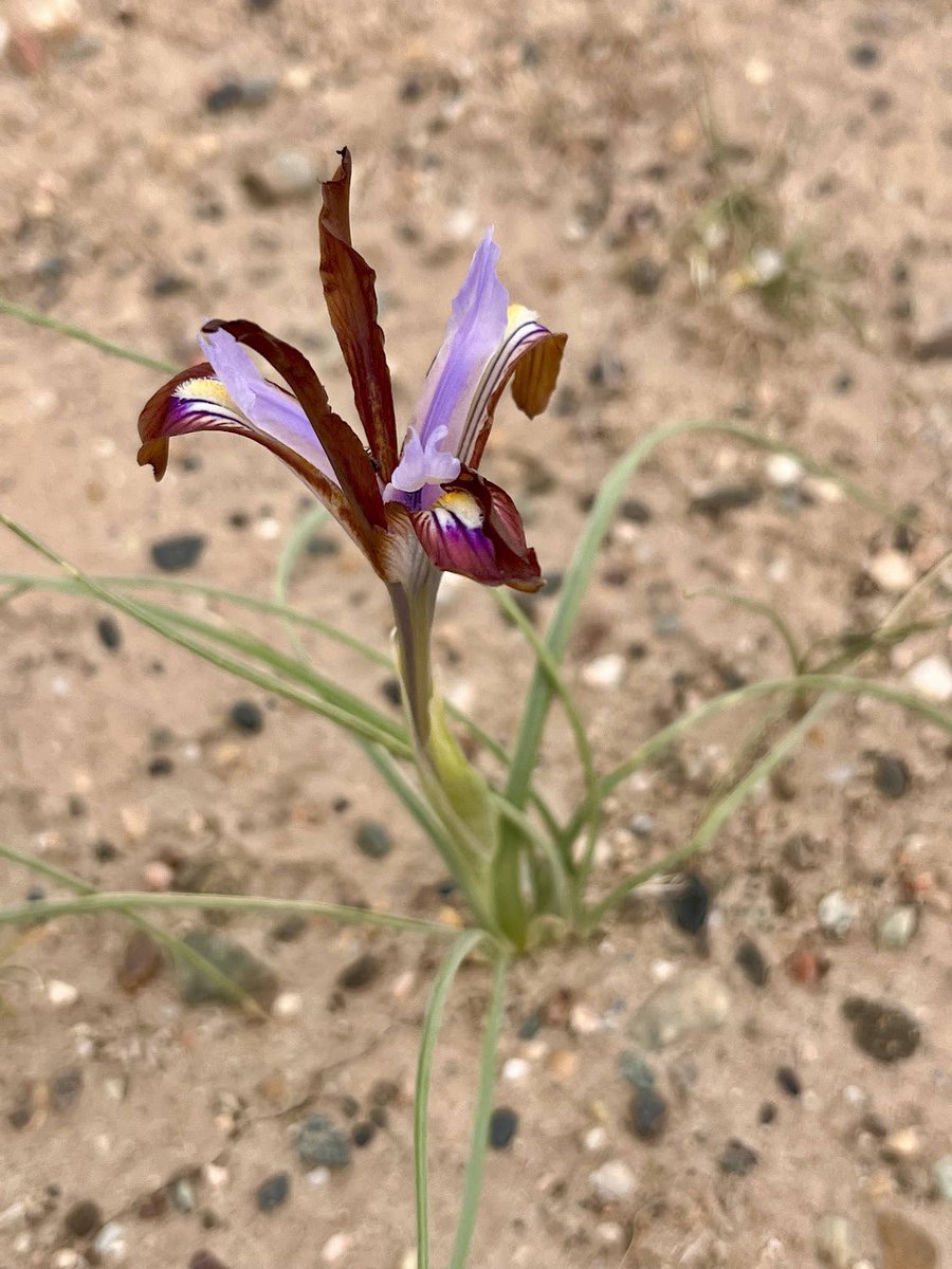 A1 Deserts &amp; dry places are captivating because somehow plants &amp; wildlife survive, even when there appears to be no water. It’s inspiring!  #trlt 

📸 Wild iris in Surkhandarya