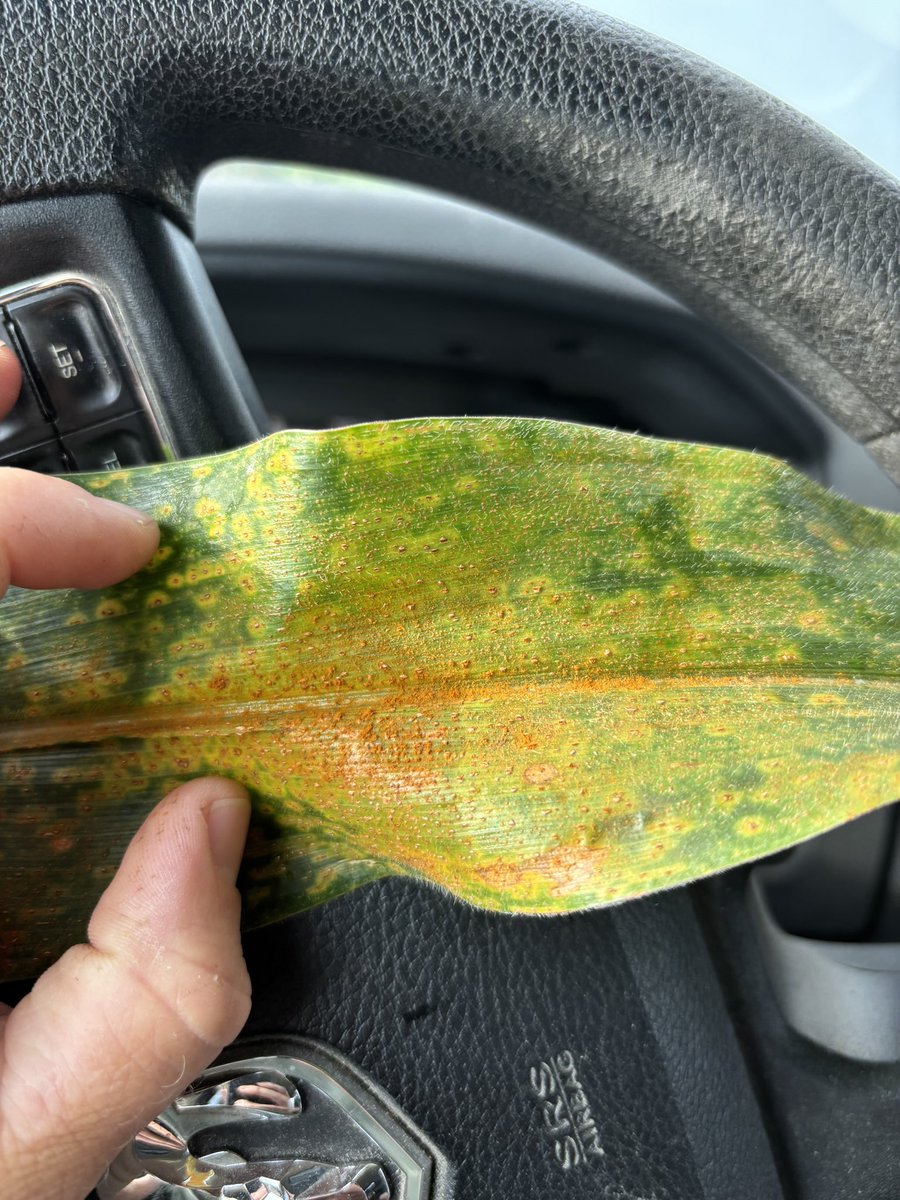 Southern Rust confirmed in SW Missouri yesterday.