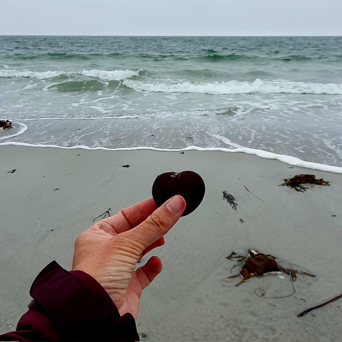 Well this is a surprise! Just washing up in the surf is a sea heart - I've only previously found them in winter! There is an upside to wild weather! 💚 #seabean