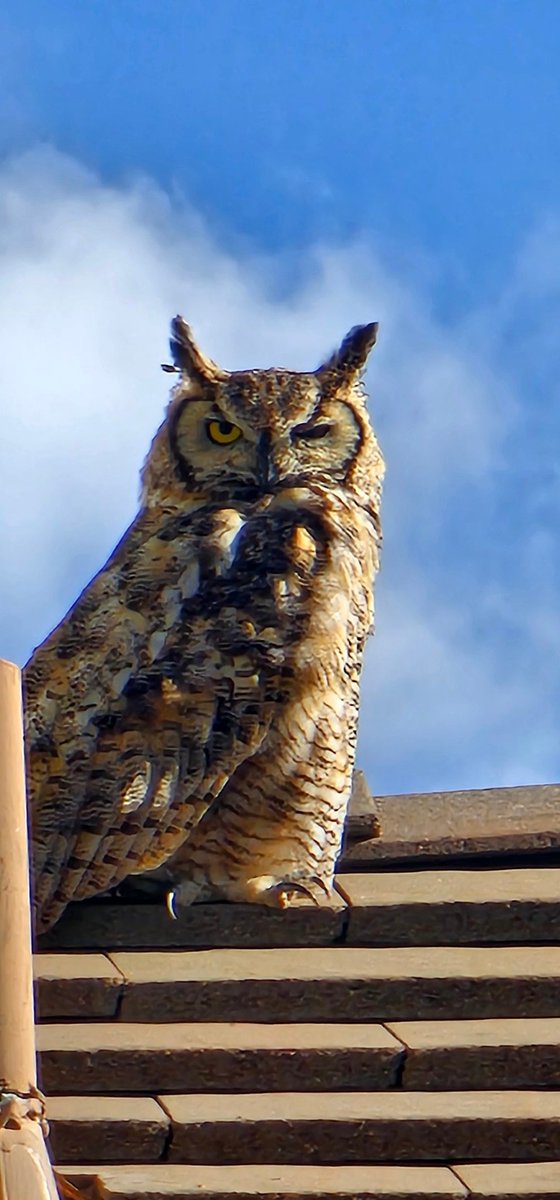 _DylanSmall_'s tweet image. Caught a glimpse of this great horned owl this morning. My Blue Jays didn't greet me today when I woke up, and I quickly discovered why.