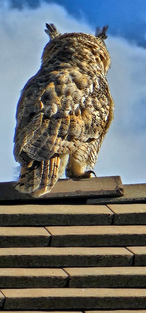 _DylanSmall_'s tweet image. Caught a glimpse of this great horned owl this morning. My Blue Jays didn't greet me today when I woke up, and I quickly discovered why.