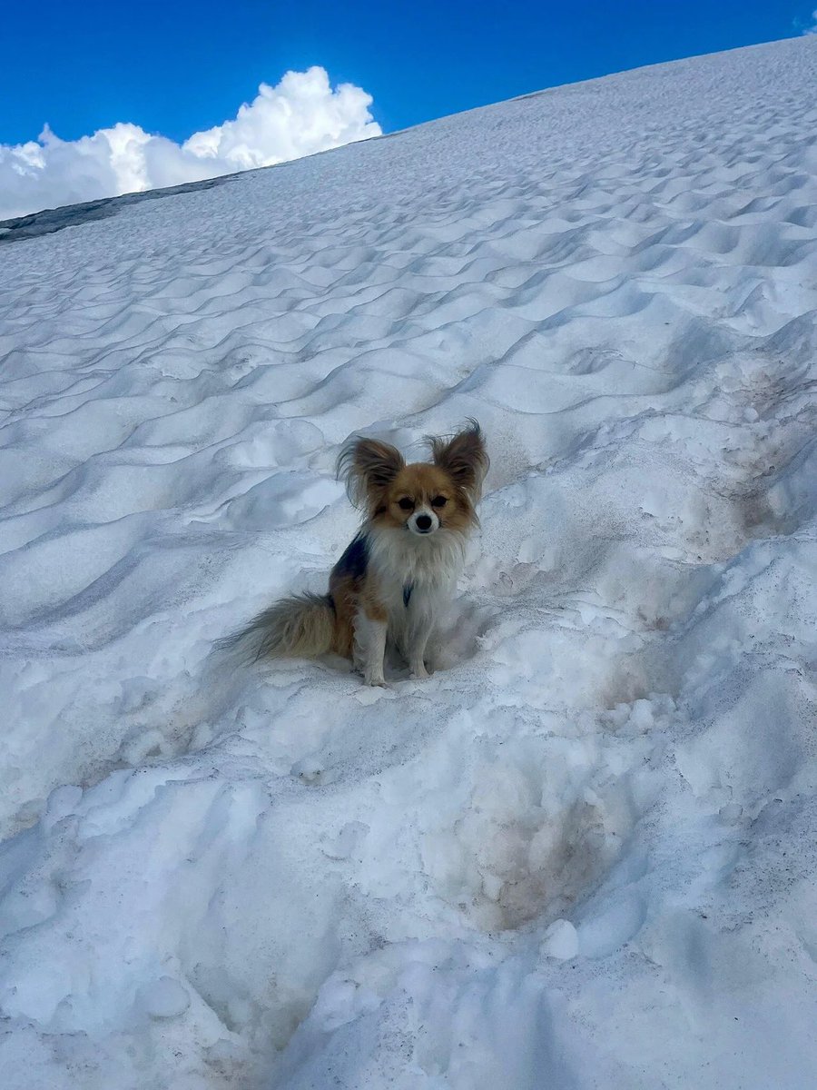 dog_rates's tweet photo. A tiny dog led rescuers to his owner who fell into a Swiss glacier. A man and his dog were hiking the Fee Glacier in Switzerland last week when suddenly he broke through a snow bridge and fell into a 26-foot crevasse. The man luckily had a walkie-talkie and was able to call for help, which a nearby person received and alerted rescue services. A rescue team arrived at Fee Glacier, but struggled to find the man's exact location. "The glacier surface was wide and the hole was barely visible," Air Zermatt said. But then one of the rescue specialists spotted movement: the tiny Papillon. The pup was standing right next to the collapsed hole, keeping watch over his human. The rescue team was able to retrieve the man, and the Papillon supervised the entire operation. The man and his dog were flown to a hospital, and the rescue team credit the small dog for making the rescue possible. 14/10 for all