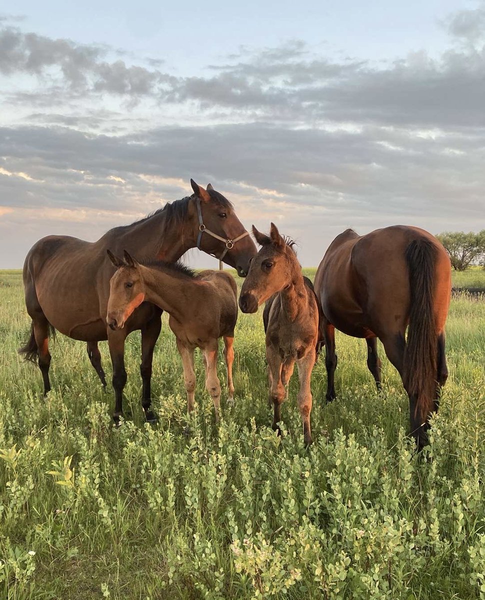 Melli and Molly 💕 the future of the barn and I’m obsessed with them 🥰
