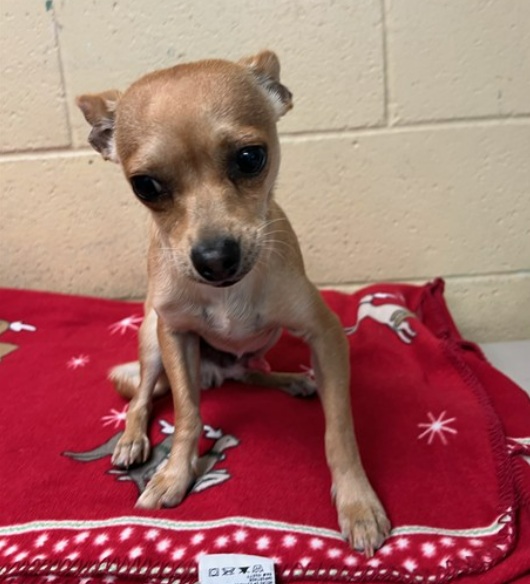💔Another intake pic from Downey #California ACC where the pup looks sad &amp; defeated. No name yet, #A5710171 is a 10 month old, 6.4 lb #Chihuahua. Just came off stray wait, he's ready to go home with you, and the adoption fee is waived. info⬇️
