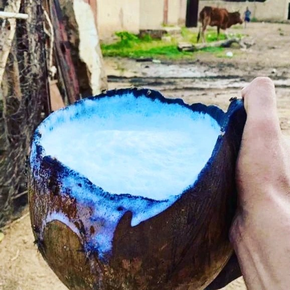 لحظة من فيكم كط شرب للبن حامي ؟؟؟