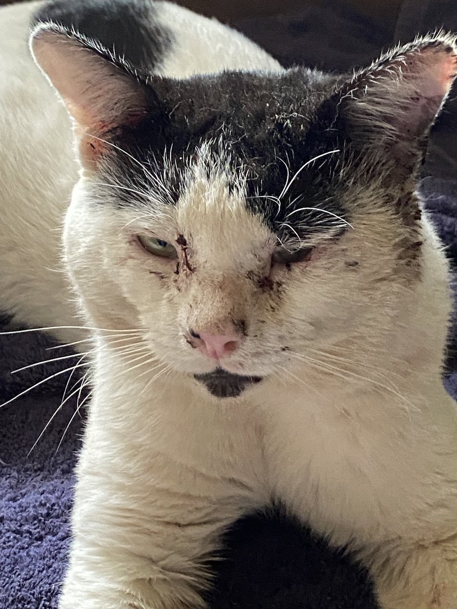 TimChap56's tweet image. Tomcats have a rough life. Before and after.