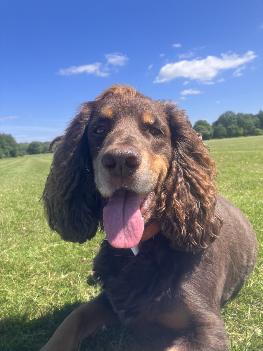 emmalayfield2's tweet image. Lunchtime stroll with Norm. Loving this weather! 🌞🐶❤️