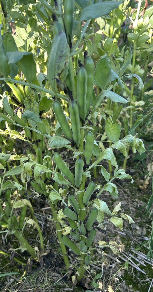 tierney1981_t's tweet image. Thank god for the late may rains . Beans this year were grown for €51 /ac lowest ever ,Teagasc figure was €194/ac . They can be a fair low input crop ,why they are not grown more widely here I don’t know 🤷