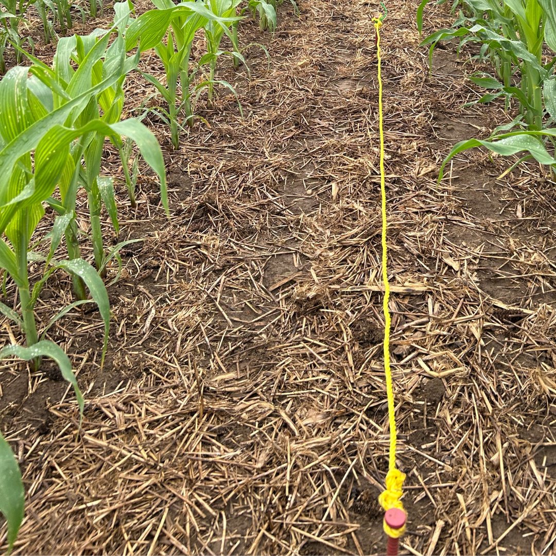 Fieldwork in action! The Living Lab – Ontario team is sampling soils at 7 sites where cover crops were grazed last fall: 525 ewes cleared 2 acres in 24 hrs! Dr. Kimberly Schneider &amp; the cover crop grazing crew <a href="/uofg/">University of Guelph</a> compare grazed vs. ungrazed plots for soil health &amp; corn yield.
