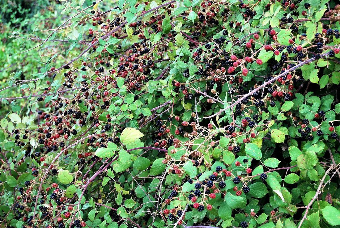SustainDC's tweet image. It’s peak blackberry season in DC! This native fruit grows wild across the city and marks the heart of midsummer. Keep an eye out along streams, roadsides, highways & forests edges. Nature’s sweet treat is ripe and ready! Grab a bowl, pick, rinse and feast!