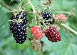 SustainDC's tweet image. It’s peak blackberry season in DC! This native fruit grows wild across the city and marks the heart of midsummer. Keep an eye out along streams, roadsides, highways & forests edges. Nature’s sweet treat is ripe and ready! Grab a bowl, pick, rinse and feast!