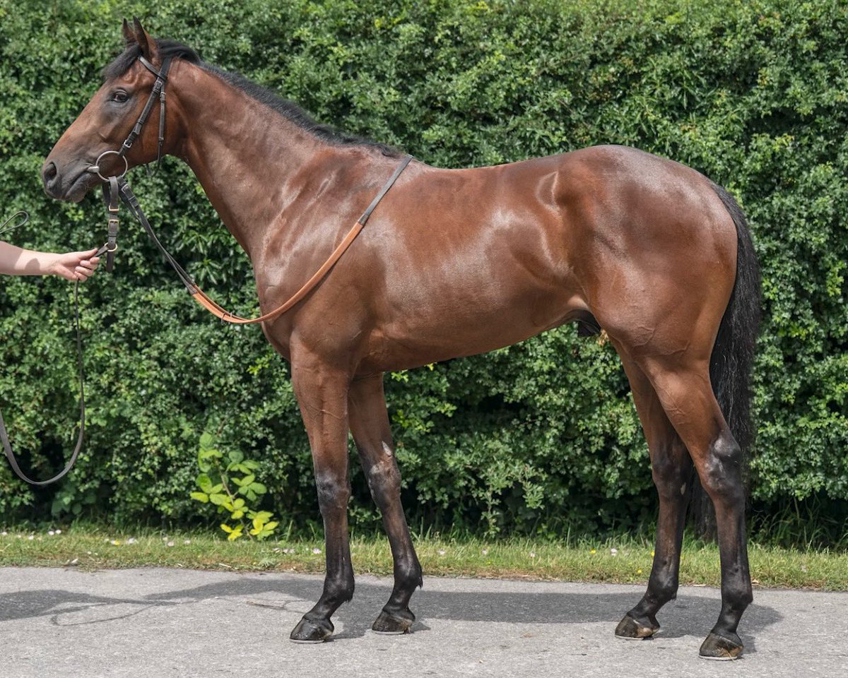 FOR SALE! A chance to get involved with ownership at Mowbray. Antique Blue, once raced 2yo colt, placed 3rd at Wolverhampton recently over 6f looking sure to improve for a step up in trip. Available for what I paid for him (16k) to stay in the yard. Get in touch for more info!
