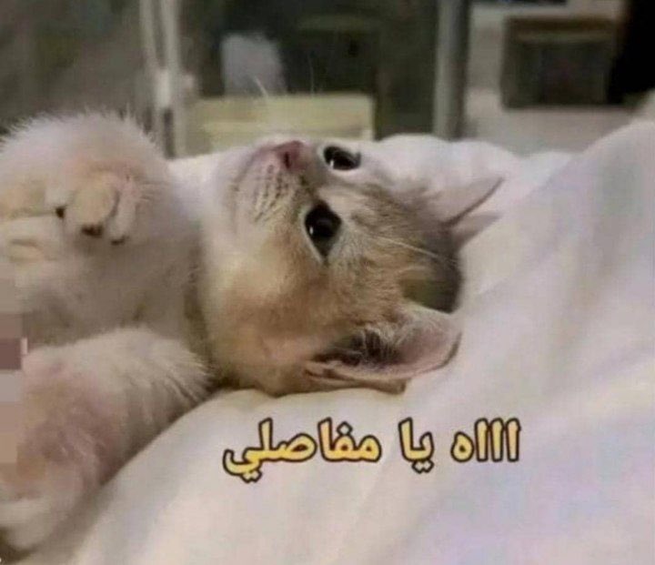الناس بعد المشاوير ترجع سعيده انها غيرت جو
انا بعد المشاوير🙂‍↔️
