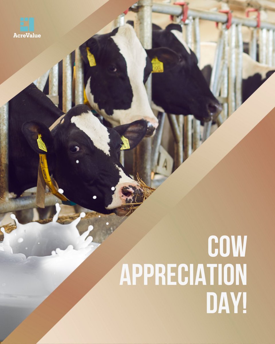 Shoutout to all of the hardworking cows! 🐮 Happy National Cow Appreciation Day!