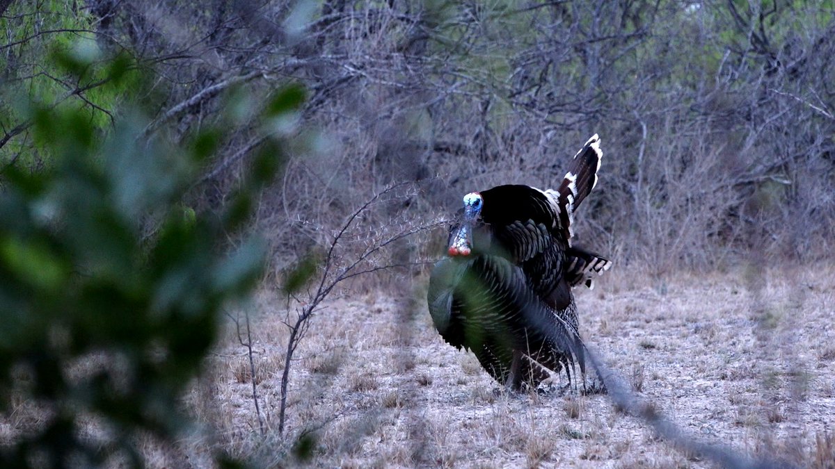 YamahaOutdoors's tweet image. S.M.A.S.H.
Supreme
Mastery of
Adventure
Shooting and
Hunting

New name, same epic competition! Check out parts 1 and 2 of the 2025 #Yamaha S.M.A.S.H. on the @Live_Americana YouTube channel!

#RMAX1000 #RMAX2 #RMAX4 #YamahaGrizzly #ProvenOffRoad #AssembledInUSA