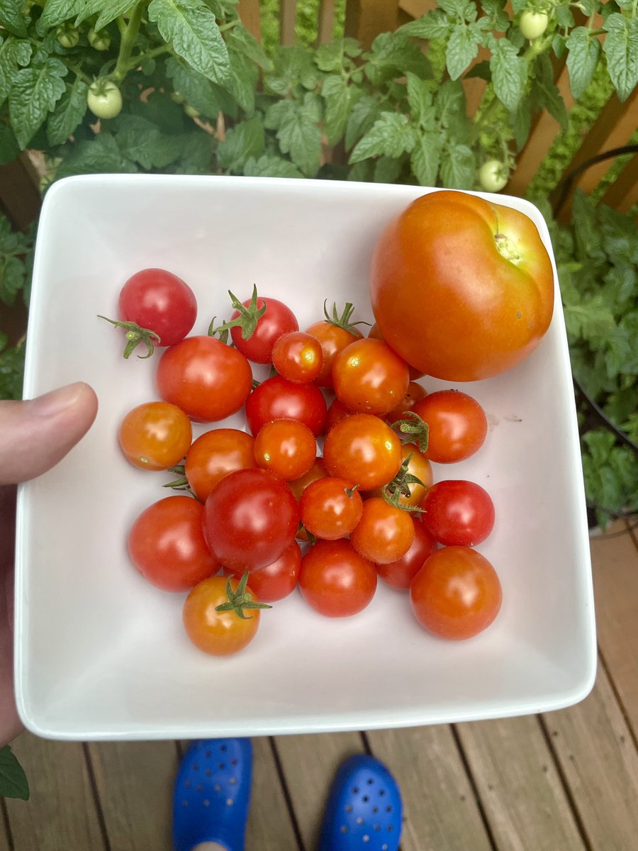 picking tomatoes before the thunderstorm