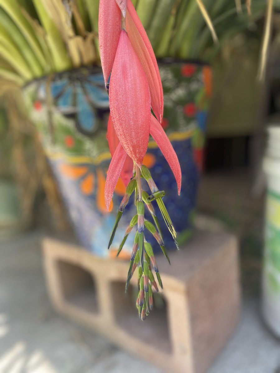 LoriSaldanaSD's tweet photo. Morning garden series: 7 day opening #GardeingTwitter n https://t.co/3q70oFSy9H
