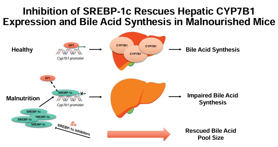 ajpgi's tweet image. Today we got another #OpenAccess #ArticleinPress for you! Inhibition of SREBP-1c Rescues Hepatic CYP7B1 Expression and Bile Acid Synthesis in #Malnourished Mice (Xioyang Wan et al. @bcmhouston ):

ow.ly/QhO150WmrHF