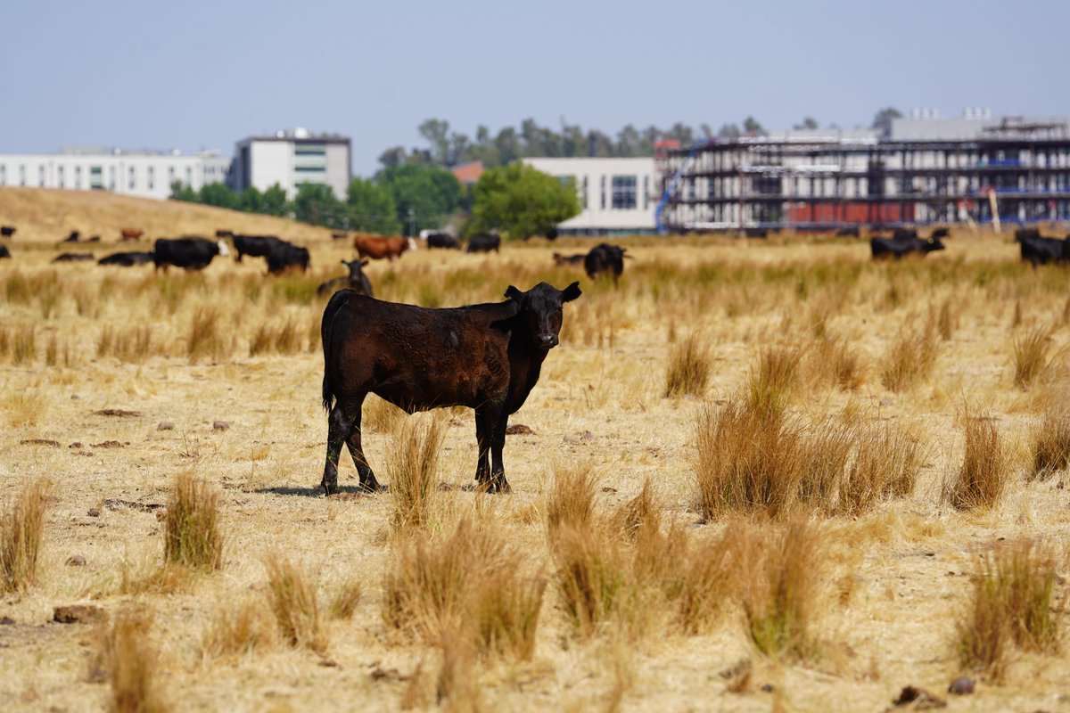 ucmerced's tweet image. Happy Cow Appreciation Day 🐄 At UC Merced, our cows do more than graze, they help restore rare ecosystems, reduce wildfire risk and protect the land we love 🐮🌱 Conservation heroes, one hoofstep at a time. We mooo-ch appreciate them!