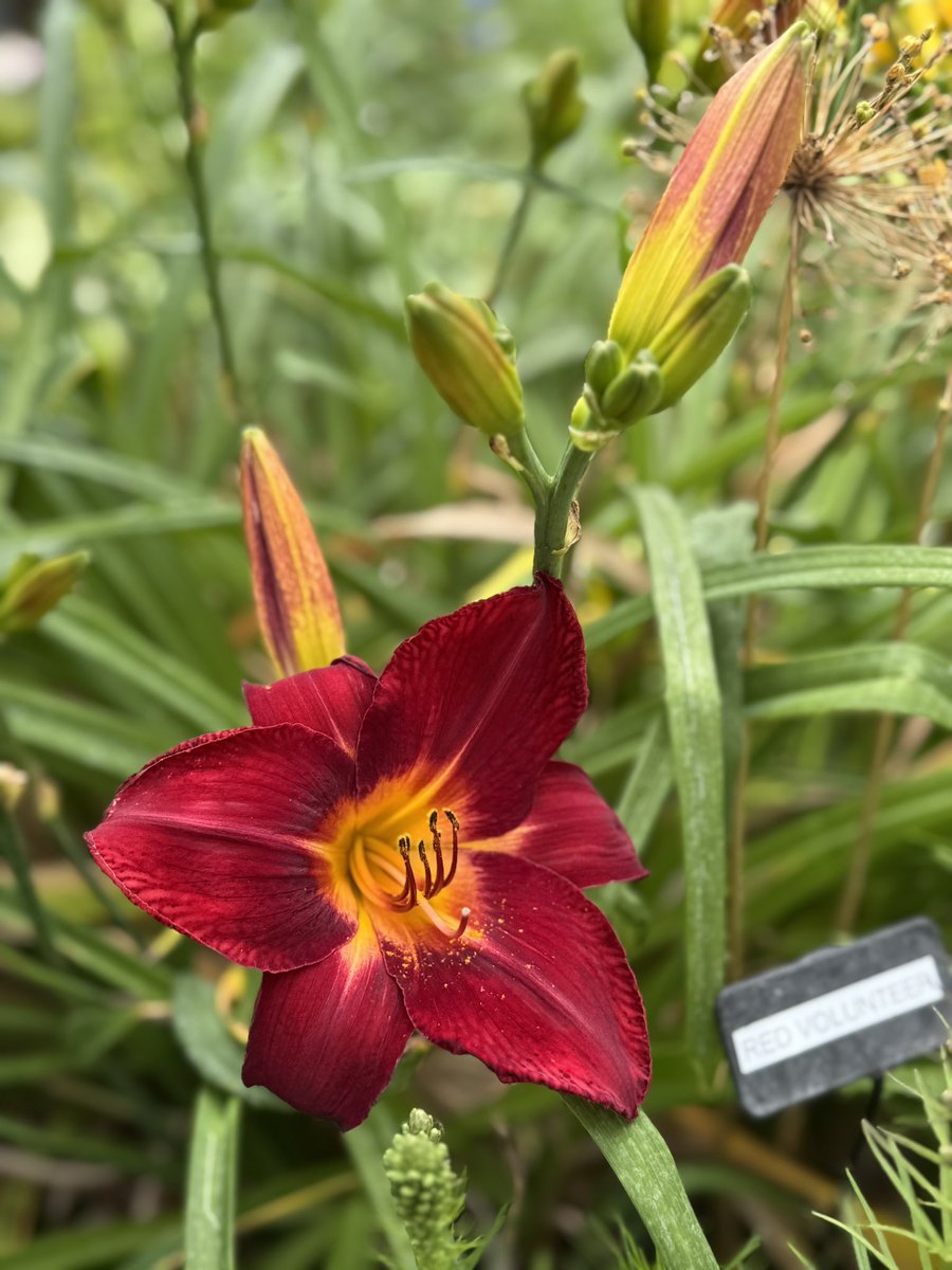 Red Volunteer Daylily