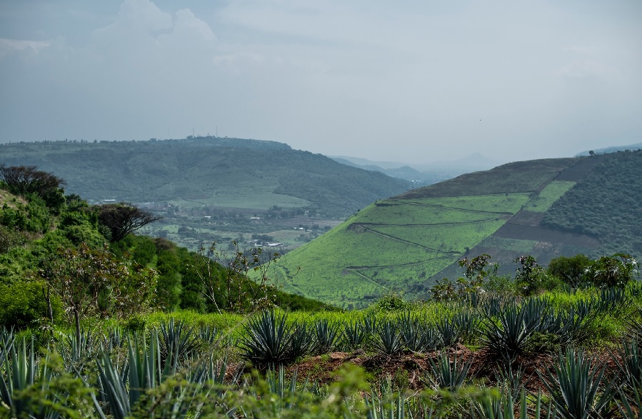 Impulsan nueva ruta tequilera en #Atotonilco y #Ayotlán 
Entérate 👉decisiones.com.mx/destacadas/imp…
