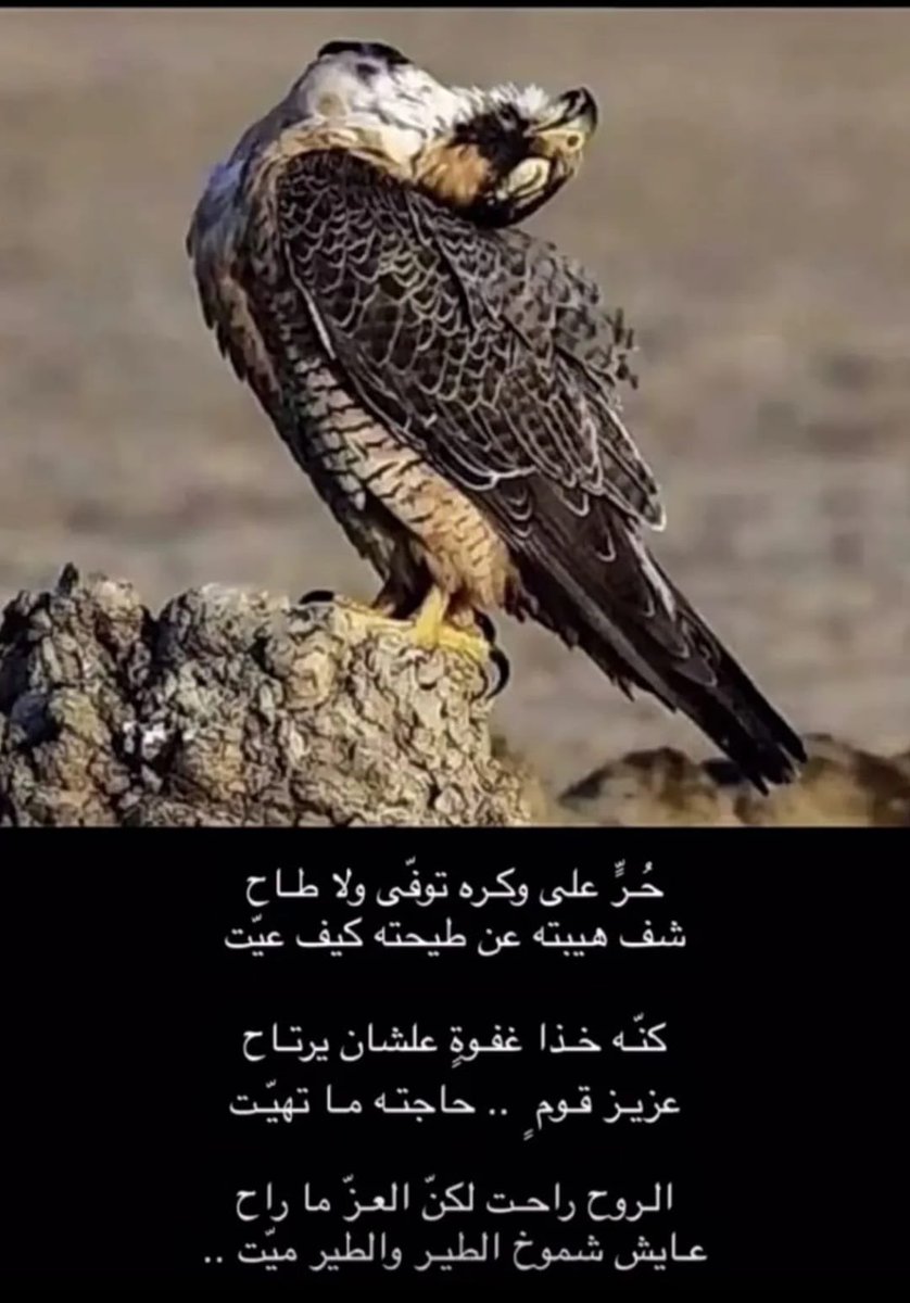 #حبيت_اقول 
#تدل_دربها  👌🏻