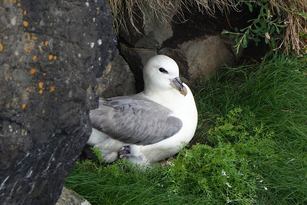 _Stickybeak's tweet image. Also arriving late on the scene are the Fulmar chicks, which have been appearing since 30th June. It&apos;s hard to get a glimpse as the parents keep them well hidden at this stage, but just occasionally one peeps out to say hello