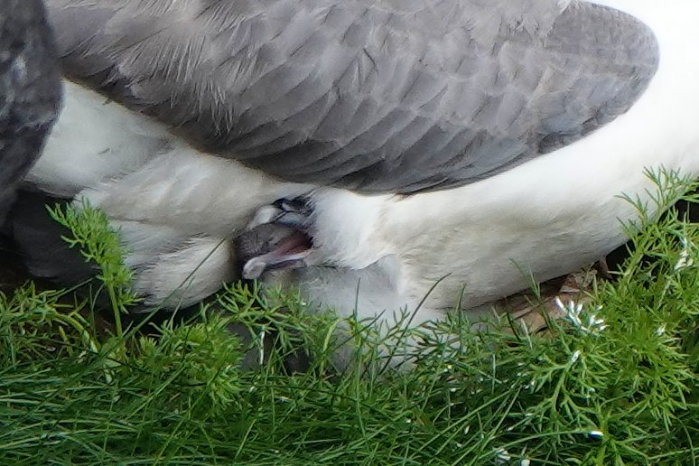 _Stickybeak's tweet image. Also arriving late on the scene are the Fulmar chicks, which have been appearing since 30th June. It&apos;s hard to get a glimpse as the parents keep them well hidden at this stage, but just occasionally one peeps out to say hello