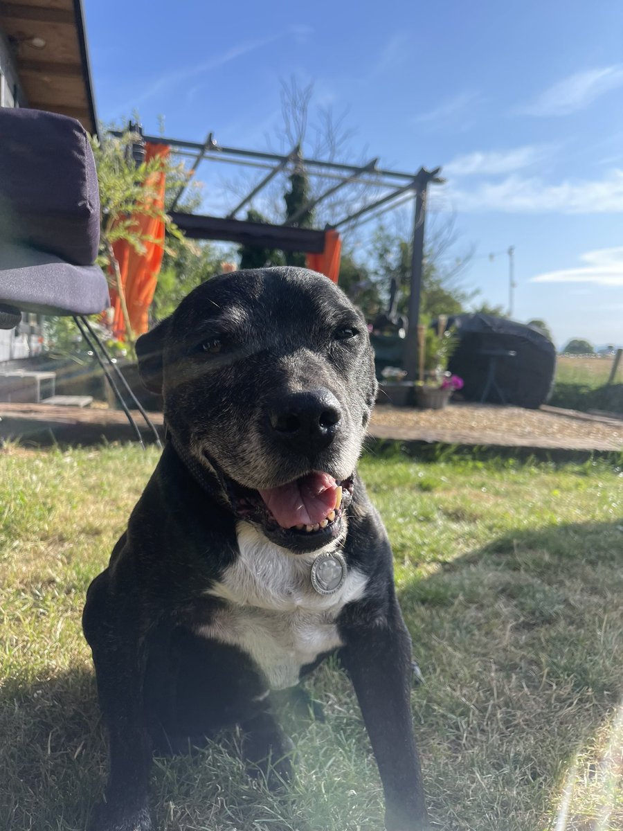 Enjoying the sunshine in the garden now its a bit cooler 🐾❤️🐾