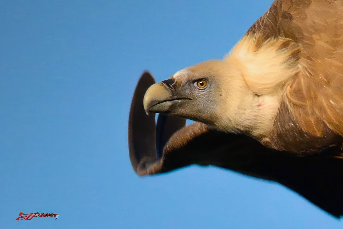 ju_zaen's tweet photo. Buitre leonado
Gyps fulvus
Esta es Salvatierra📷📷📷📷
#salvatutierra #tiempoextremadura #tiempobrasero #lasextameteo @tiempobrasero @ElTiempoA3
@davidlopezrey @lasextameteo @Estacionla6 https://t.co/cQw2i4VjKs