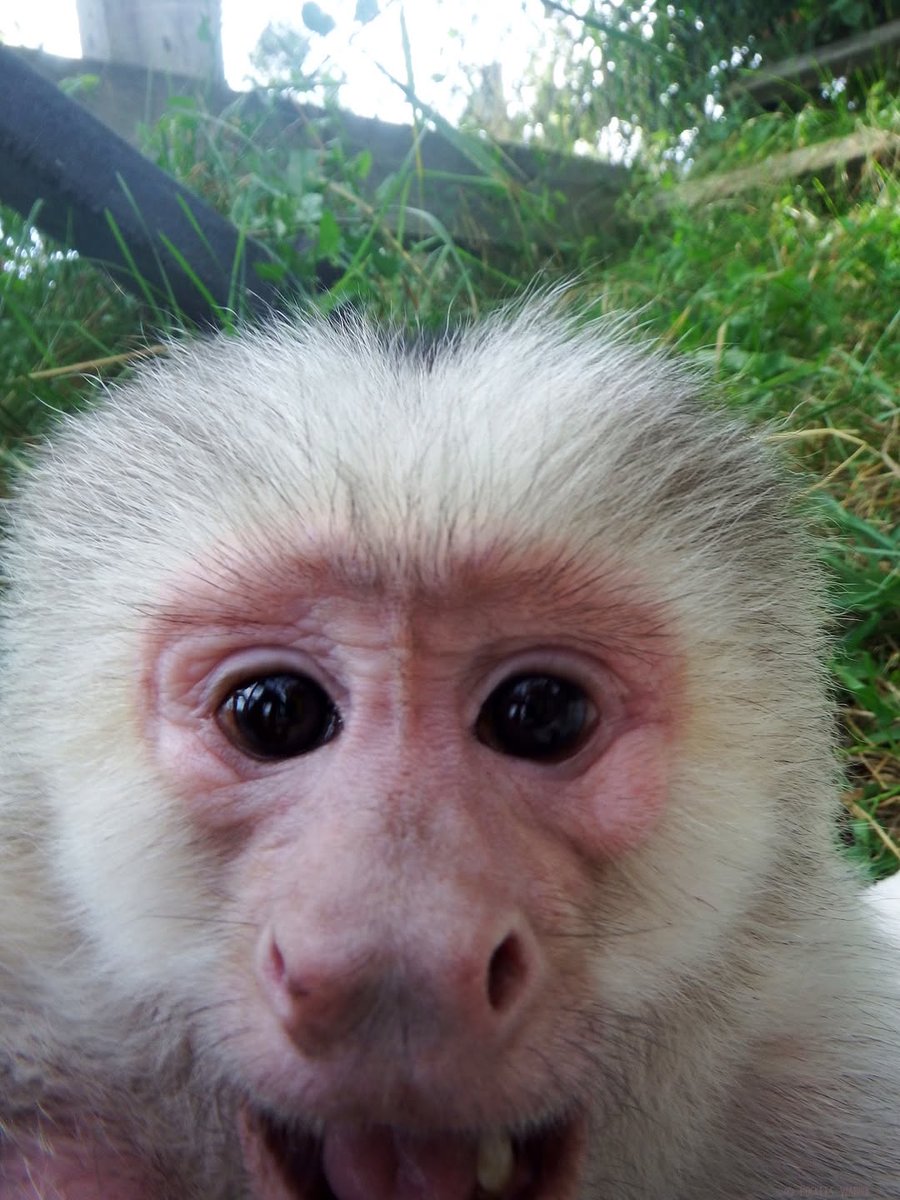 I only keep selfies where I’m unrecognizably attractive🤪🐵#bekindtoanimals #AFTERLIFE #storybookmonkeys
