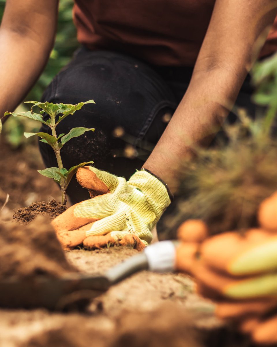 1t_org_US's tweet image. Nature doesn’t take sides — and neither should our commitment to protecting it.
We believe that forests are a common ground where values meet: clean air, safe water, resilient communities, and a healthy climate.
#NatureIsNonPartisan @NINP_org