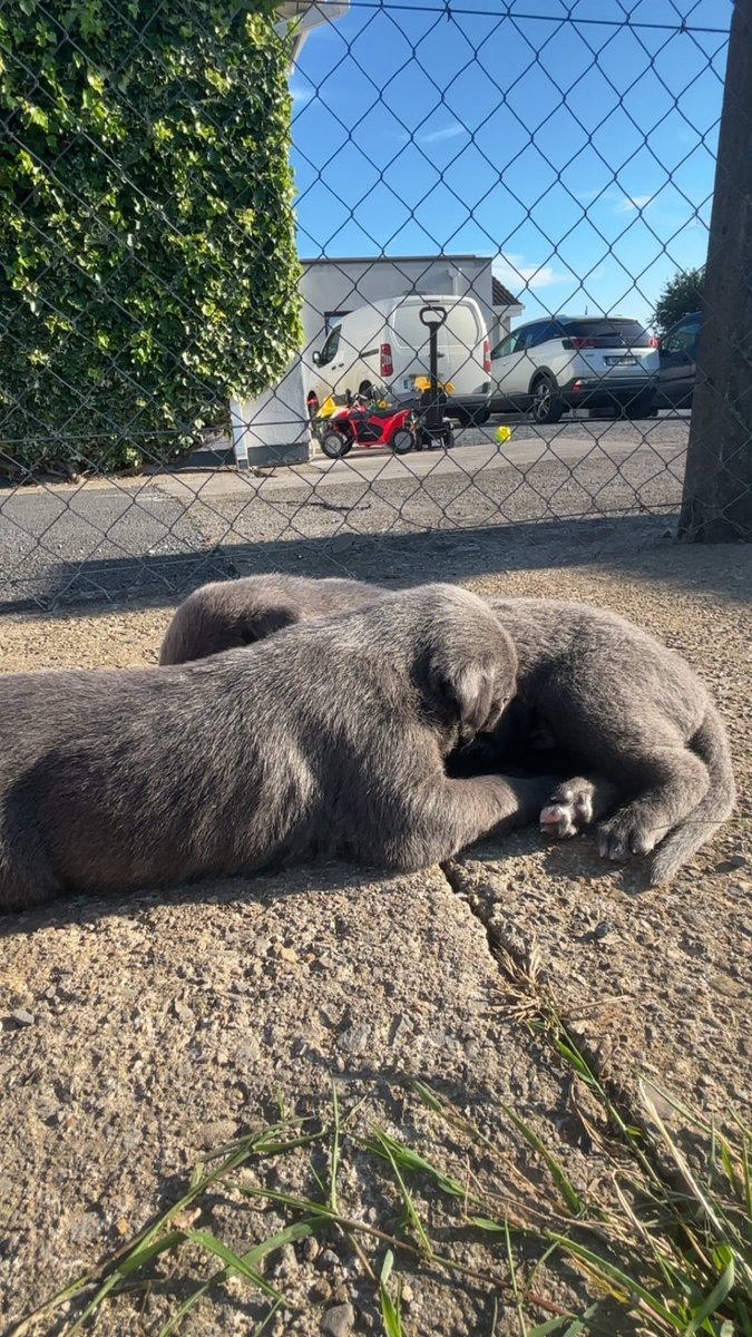 Paddy McGhee (@paddymcghee1) on Twitter photo Two week old babies enjoying the sunshine - Droopys Flytline x Lincoln Legacy <a href="/Cliona_ODonnell/">Cliona O'Donnell</a> Two week old babies enjoying the sunshine - Droopys Flytline x Lincoln Legacy <a href="/Cliona_ODonnell/">Cliona O'Donnell</a>