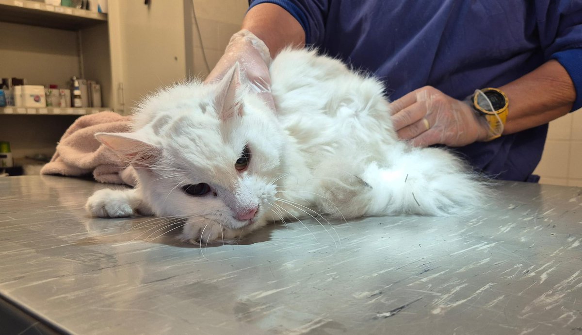 Ziek!
Spoed!

Gevonden
Nachtegaalstraat Zwolle. 

Erg mager. In zorgwekkende toestand opgenomen bij Dierenkliniek Ittersum.
Geen chip.