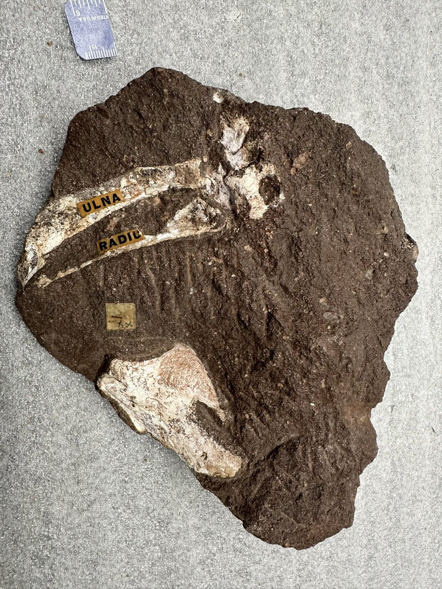 Podokesaurus Project tweet media