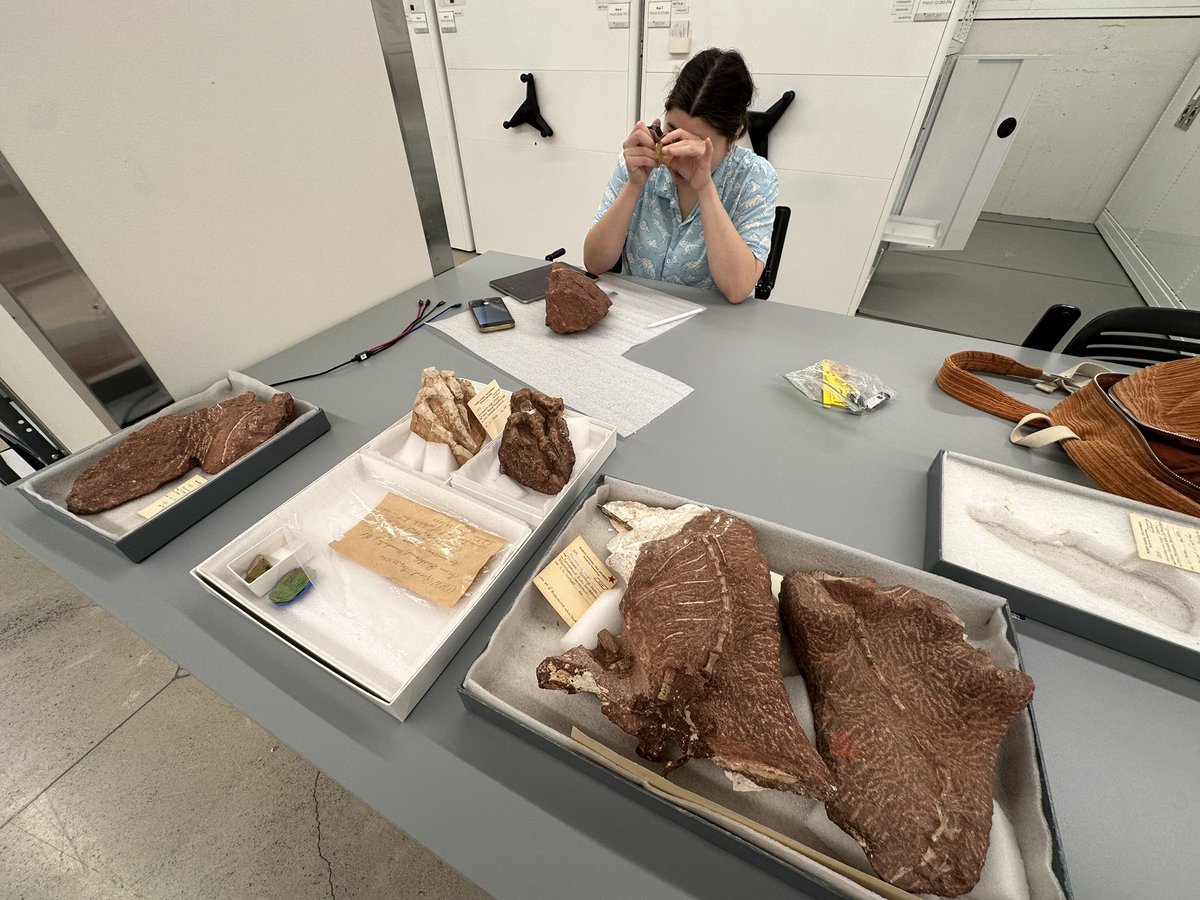 Podokesaurus Project tweet media