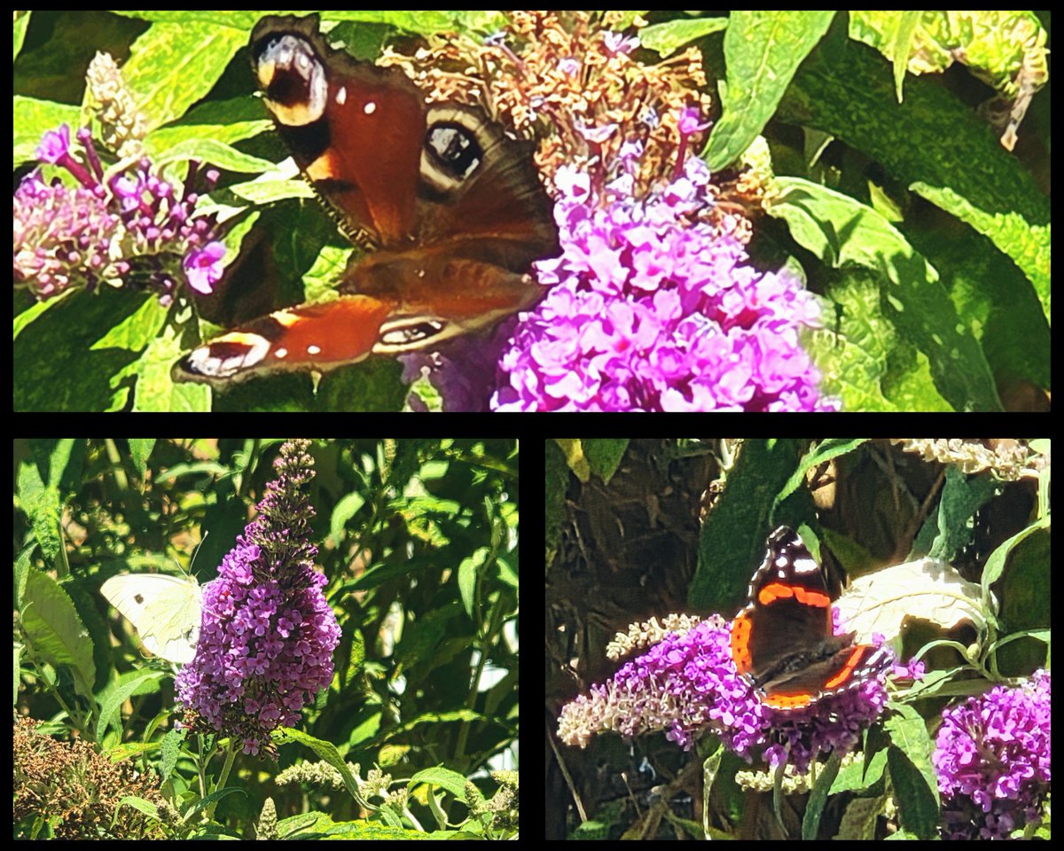AliceGregson3's tweet image. Apparently butterflies are a symbol for transformation, growth & rebirth as well as hope & recovery. Very apt right now 🦋 Lovely to see three different types in one place!