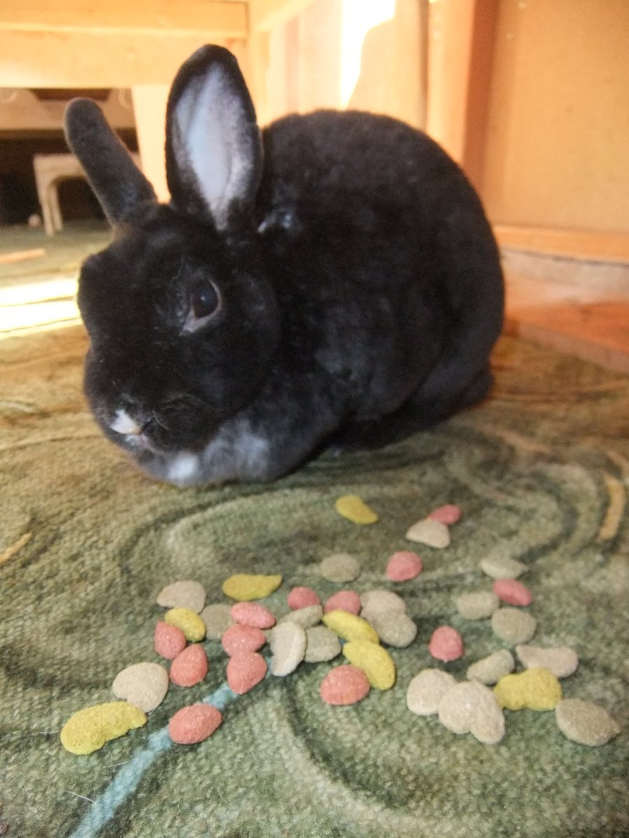 Little Starlight is enjoying some special treat biscuits kindly sent to us by a fantastic supporter of the sanctuary. 
She doesn't attack them like a velociraptor, but takes her time and savours every moment and every single biscuit... because she's such a perfectly gentle little