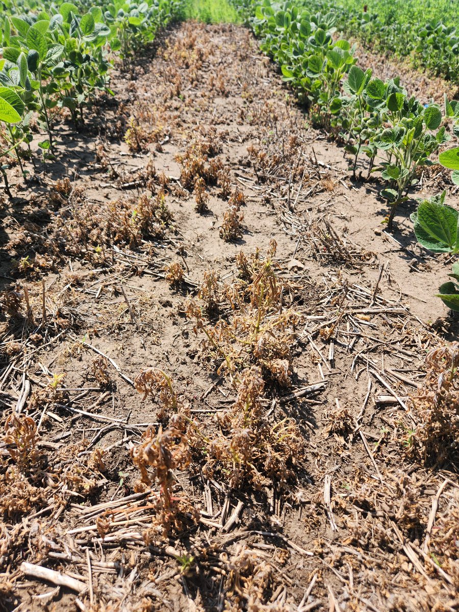 Kochia sprayed with glufosinate when it was too big (pictures one and two), versus sprayed at a better stage (#3).