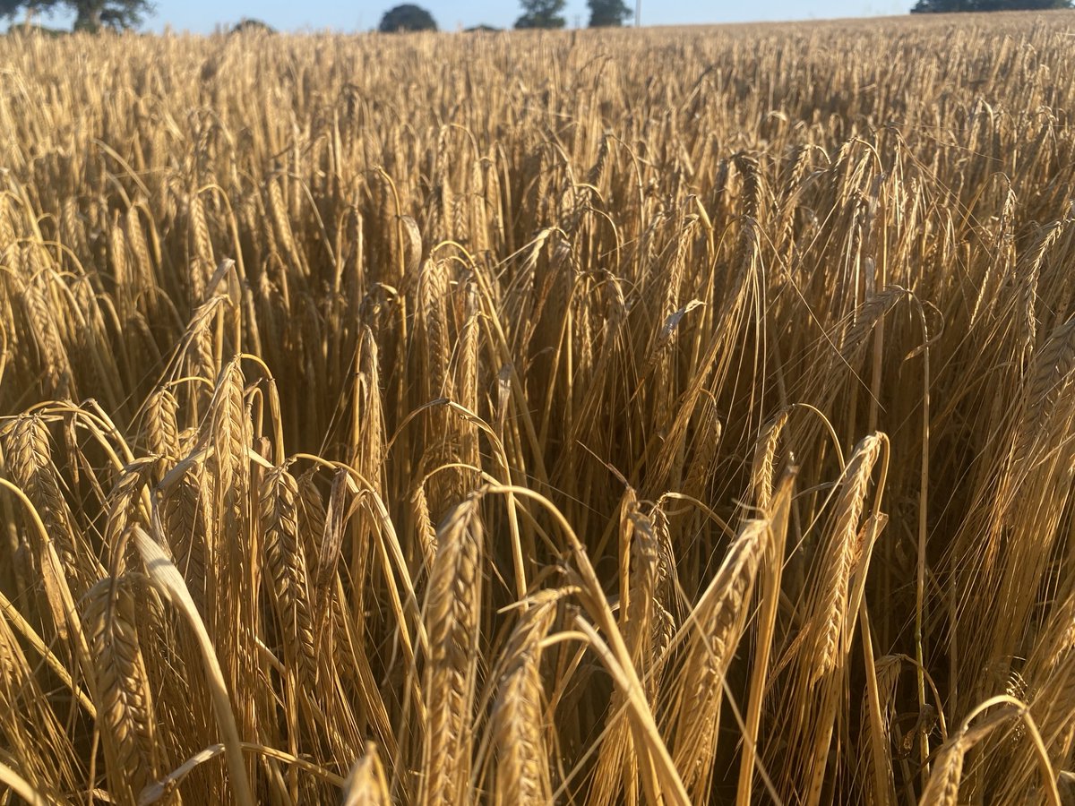 sussexfarming's tweet image. Kws tardis nicely knocked over . Some bold grains some smaller lots of straw #harvest #barley #beef
