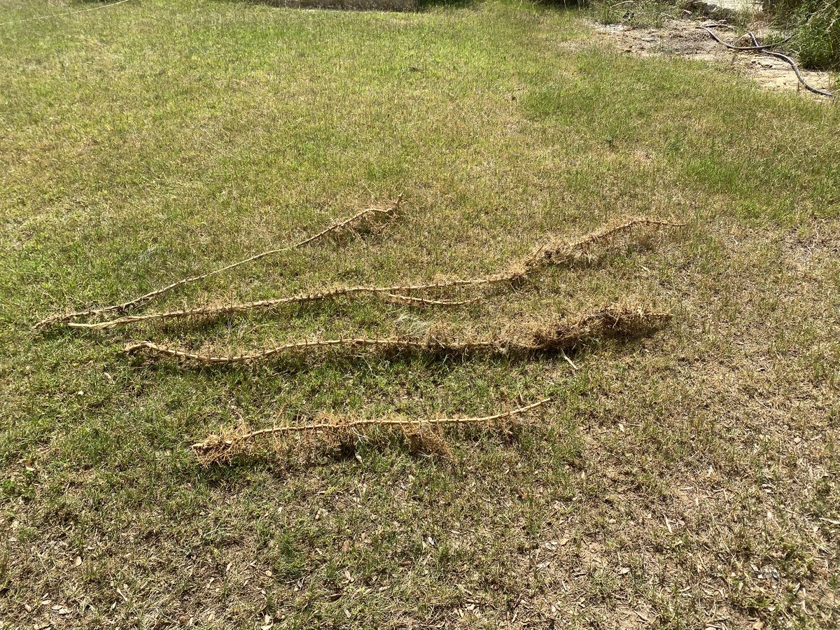 When I returned from my holiday in Spain at the end of May, I was stunned by the invasion on bamboo shoots in my precious English lawn. And how they had grown more than one metre in 2 weeks.

I research and within days, I had the rhizomes, emanating from  mother plant, out.