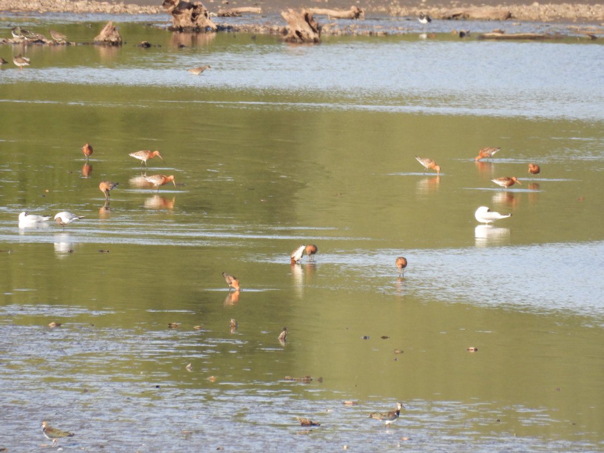 Jamie Hicken (@jamiehicken) on Twitter photo Blithfield Tad Bay this PM: 24 Black Tailed Godwit, 7 Redshank, 2 Greenshank, 1 Green Sand, 1 Common Sand, 5 RP, 3 LRP, 10 Shelduck inc 5 juveniles <a href="/Staffsbirdnews/">Staffs Bird News</a> Blithfield Tad Bay this PM: 24 Black Tailed Godwit, 7 Redshank, 2 Greenshank, 1 Green Sand, 1 Common Sand, 5 RP, 3 LRP, 10 Shelduck inc 5 juveniles <a href="/Staffsbirdnews/">Staffs Bird News</a>