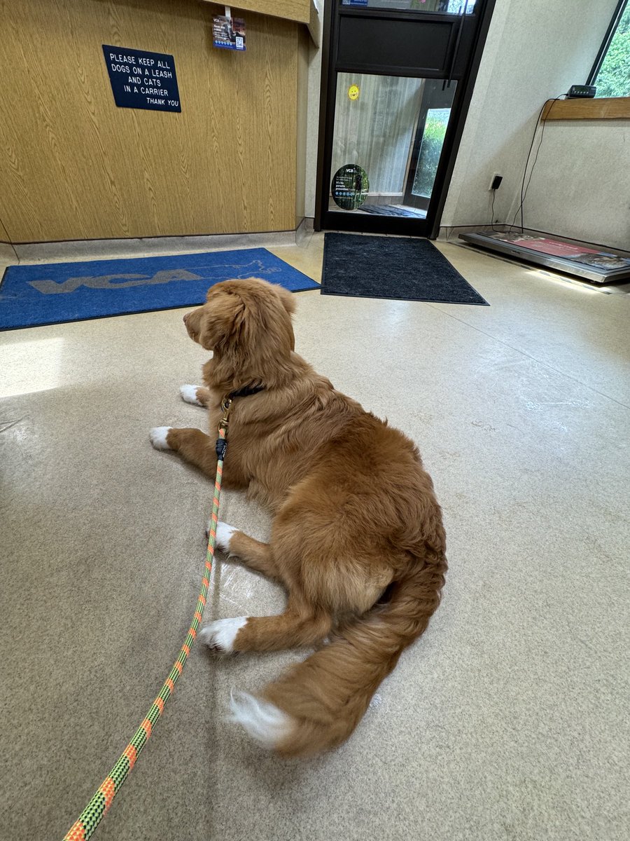 Being a good boy, waiting to see my frens at the vet. I’m getting a booster and, hopefully, some spray cheese!