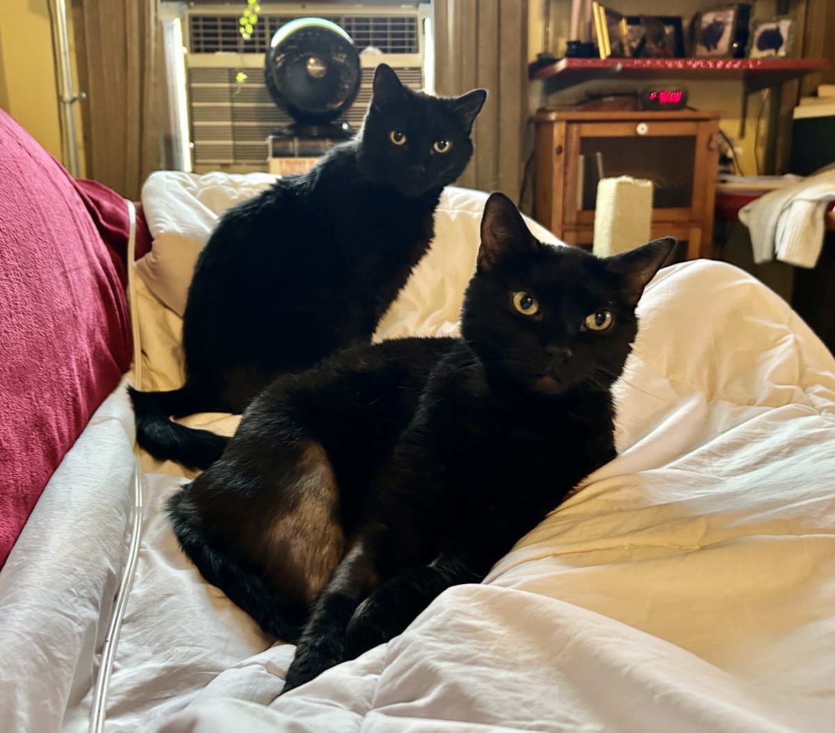 Me &amp; my voids (Bali and Bodhi) on the couch. Bodhi has bald patches which I’d successfully treated by changing his food to the Royal Canin Selected Protein Pea &amp; Rabbit &amp; putting him on the best &amp; most expensive probiotic money can buy! But it’s back. I’ve reached out to his vet.