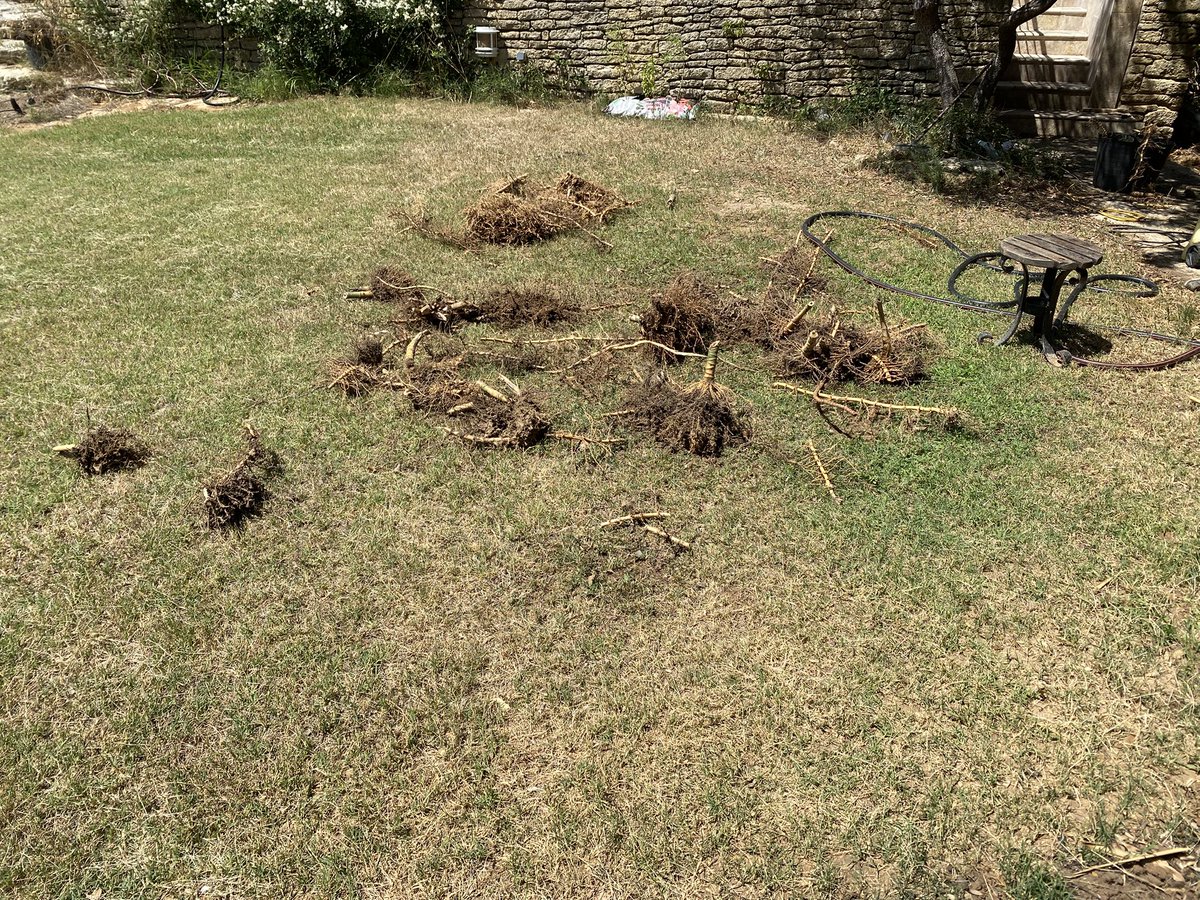 Now for mother plant, an 8 metre strip, planted by previous owner in a moment of incomprehensibilty.  
Top tool is jet hose which reveals the subsoil crown, rhizome &amp; what else structure.  
Next tools are hedge lopper &amp; my strongest garden fork.
I wash the soil off on lawn.