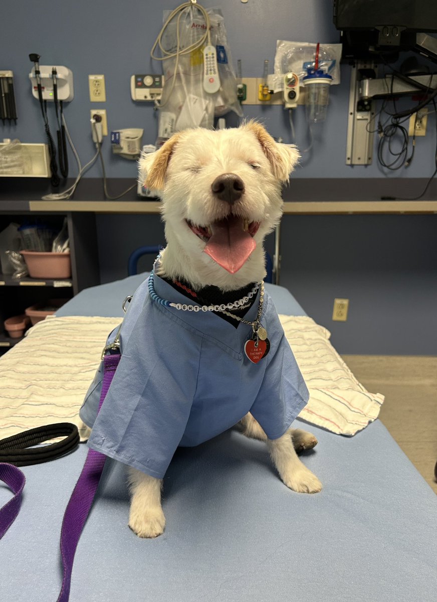 I’m invisibles! 
~ Deke🐾
#TherapyDog
#IAmATherapyDog
#PawYouNeedIsLove
#FightLikeAKid