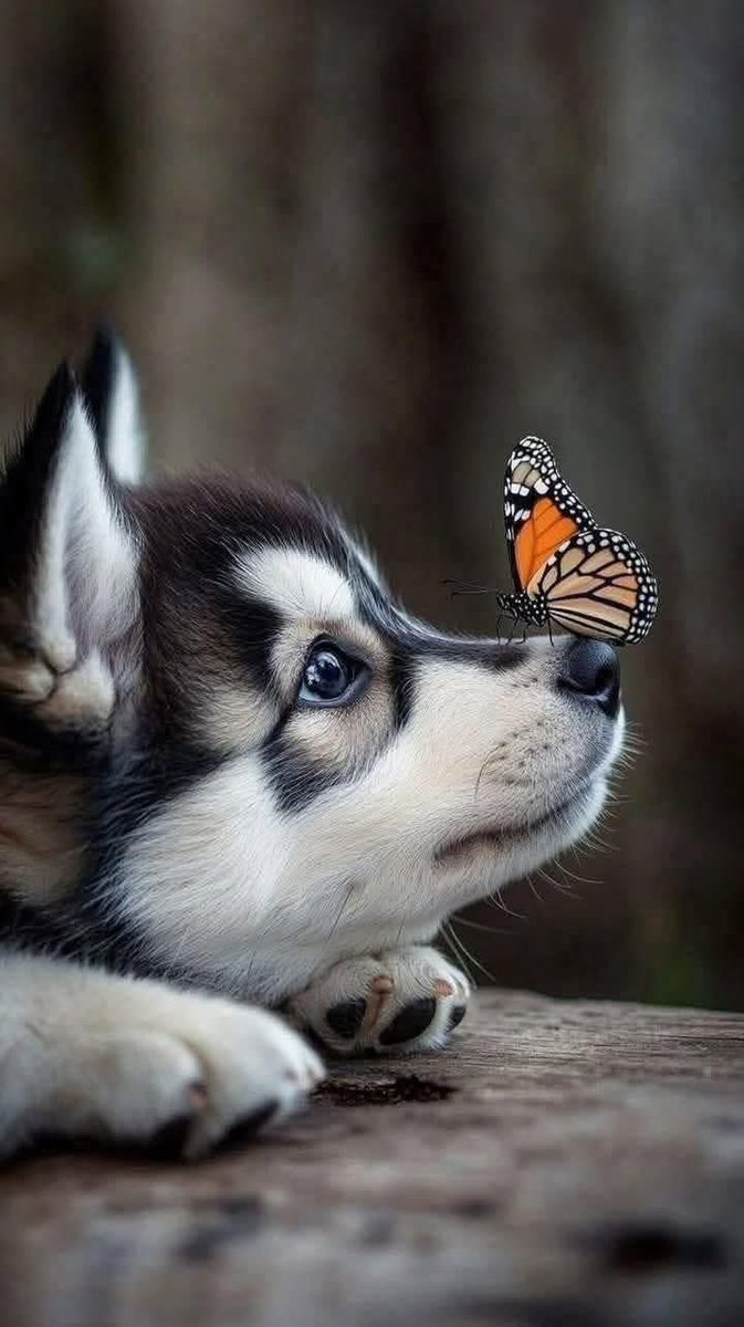 mshafqat72's tweet image. In a world that rushes, pause for moments like this, 
Where a curious pup meets a delicate butterfly,
And wonder quietly blooms in the stillness. 🐾🦋
#Nature #Peace #PureMagic