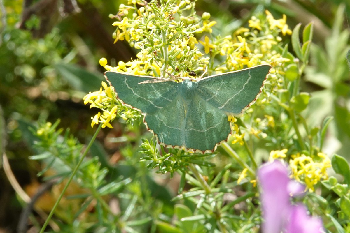 dartfordtrapper's tweet image. Another survey with Butterfly Conservation today, this time looking for Bright Wave at a recently discovered site. A pretty awesome 2500 were recorded, along with Sussex Emerald, Small Blues and Dusky Sallow.